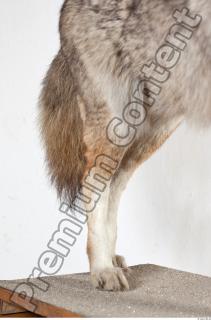 Wolf leg photo reference 0008